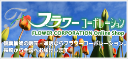 フラワーコーポレーション 観葉植物の販売・通販ならフラワーコーポレーション。長崎から全国へお届けします！